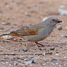 Moineau perroquet