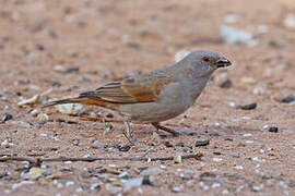 Parrot-billed Sparrow