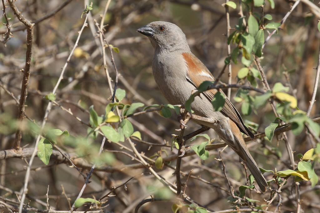 Parrot-billed Sparrowadult