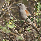 Moineau perroquet