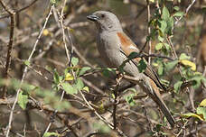 Moineau perroquet