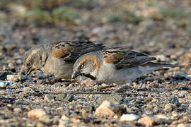 Kenya Sparrow