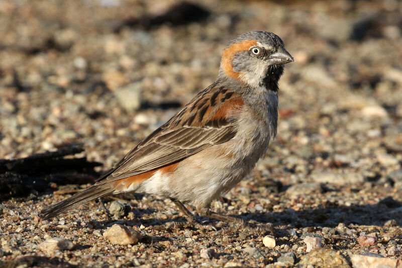 Kenya Sparrow male adult breeding