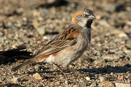 Kenya Sparrow