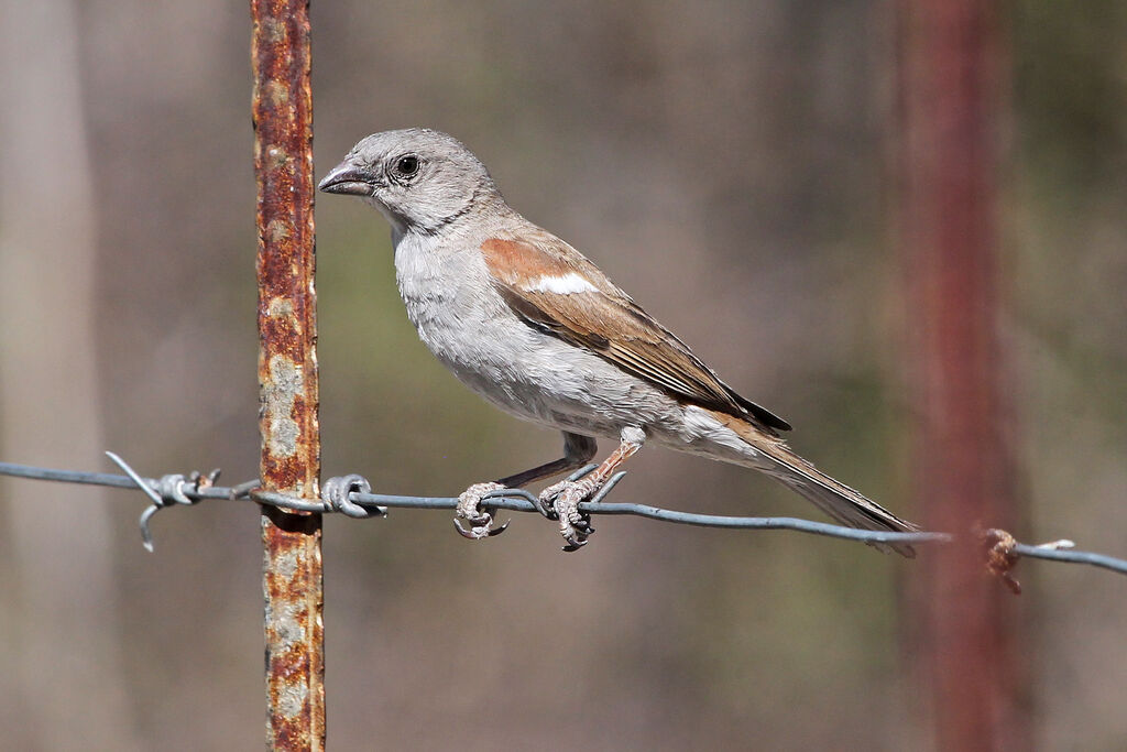 Southern Grey-headed Sparrowadult