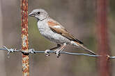 Moineau sud-africain