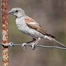 Moineau sud-africain