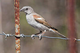 Southern Grey-headed Sparrow