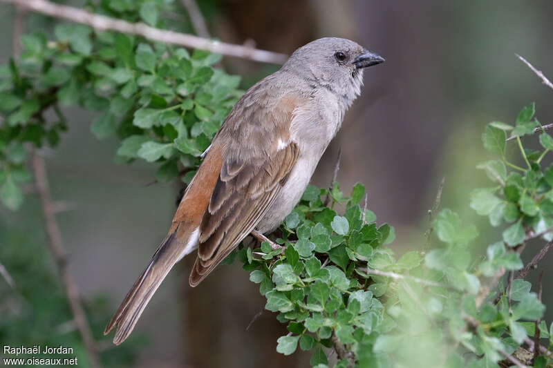 Swahili Sparrowadult, identification