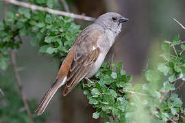 Swahili Sparrow