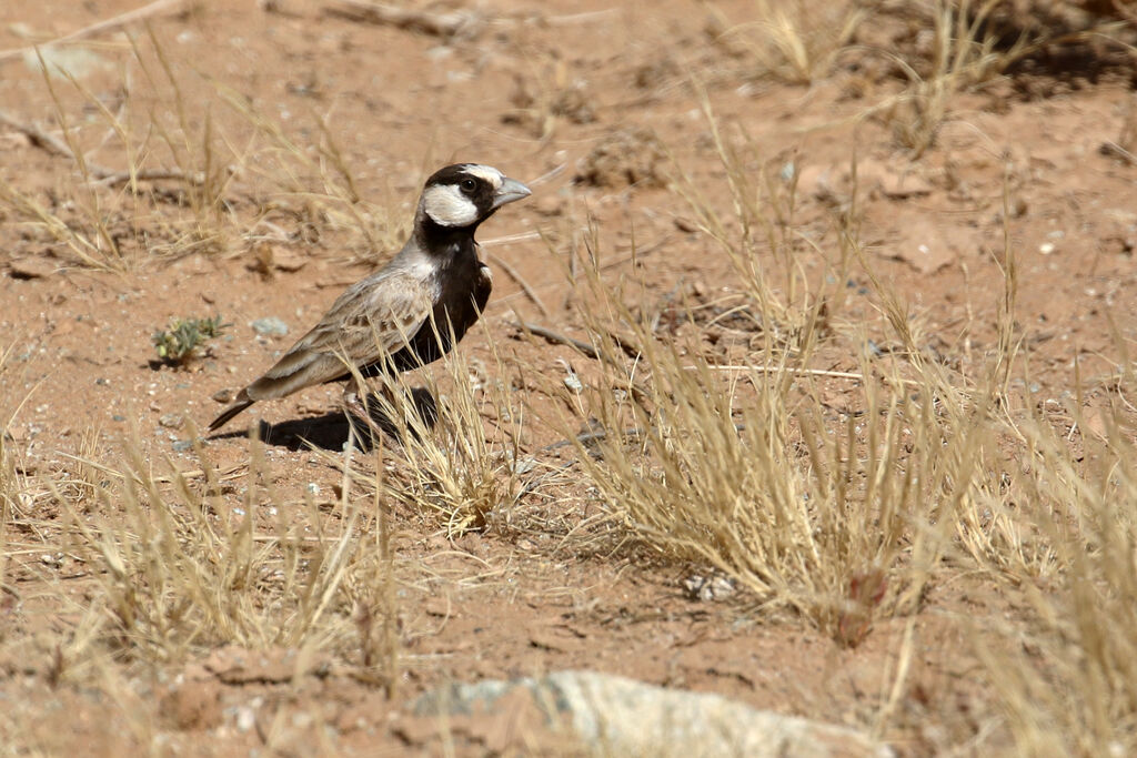 Black-crowned Sparrow-Lark male adult