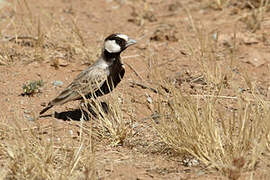 Black-crowned Sparrow-Lark