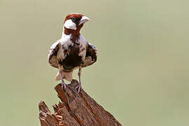 Chestnut-headed Sparrow-Lark