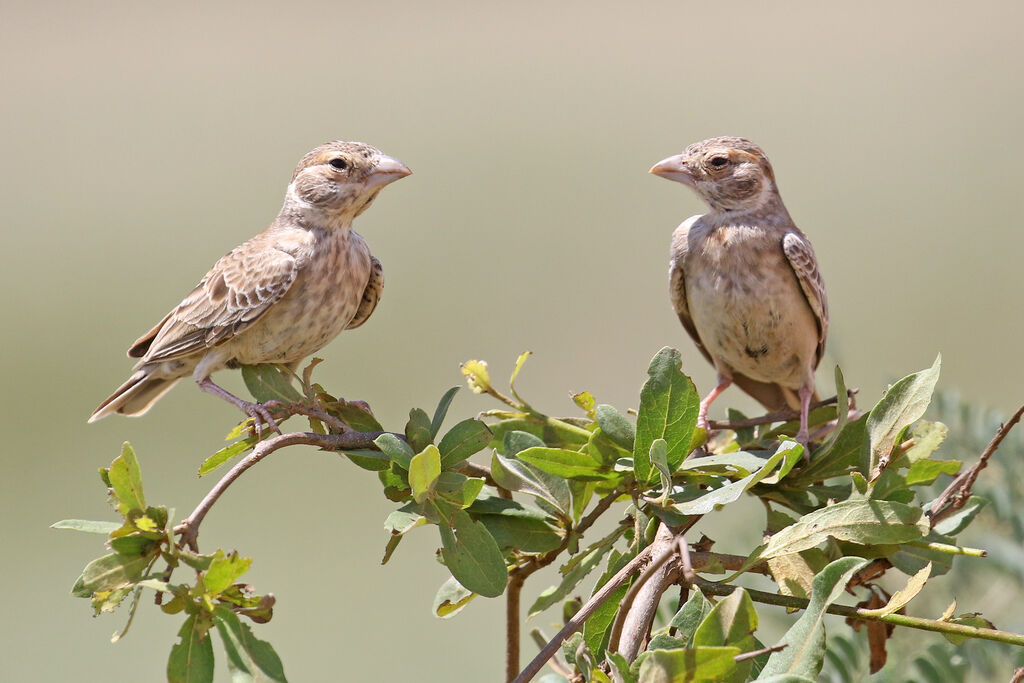 Chestnut-headed Sparrow-Lark female adult