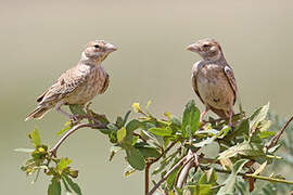 Chestnut-headed Sparrow-Lark