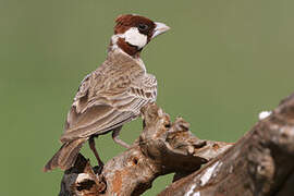 Chestnut-headed Sparrow-Lark