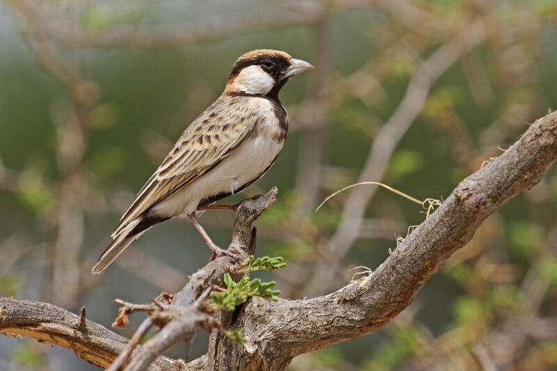 Fischer's Sparrow-Lark male adult breeding