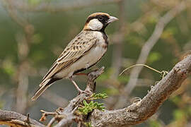 Fischer's Sparrow-Lark