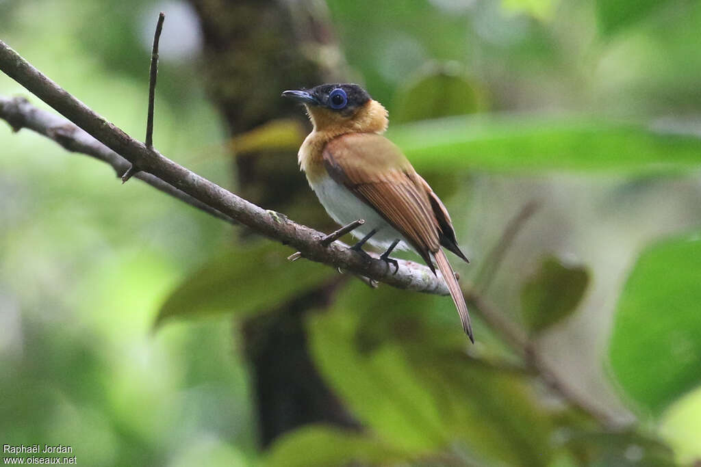 Frilled Monarch female adult, identification