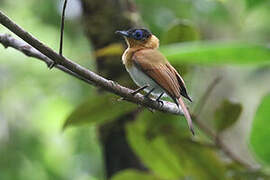 Frilled Monarch