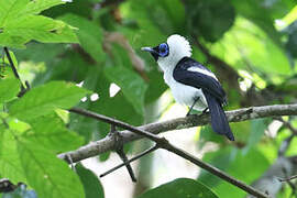 Frilled Monarch