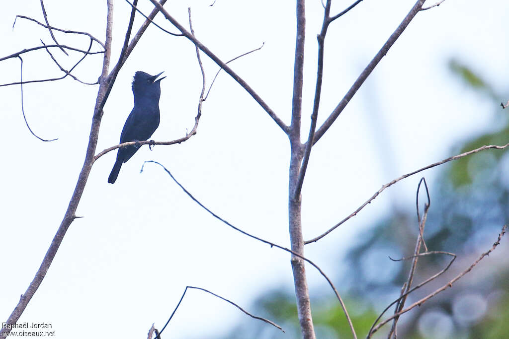 Biak Black Flycatcher male adult, identification, song