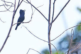 Biak Black Flycatcher