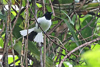 Monarque des Kaï