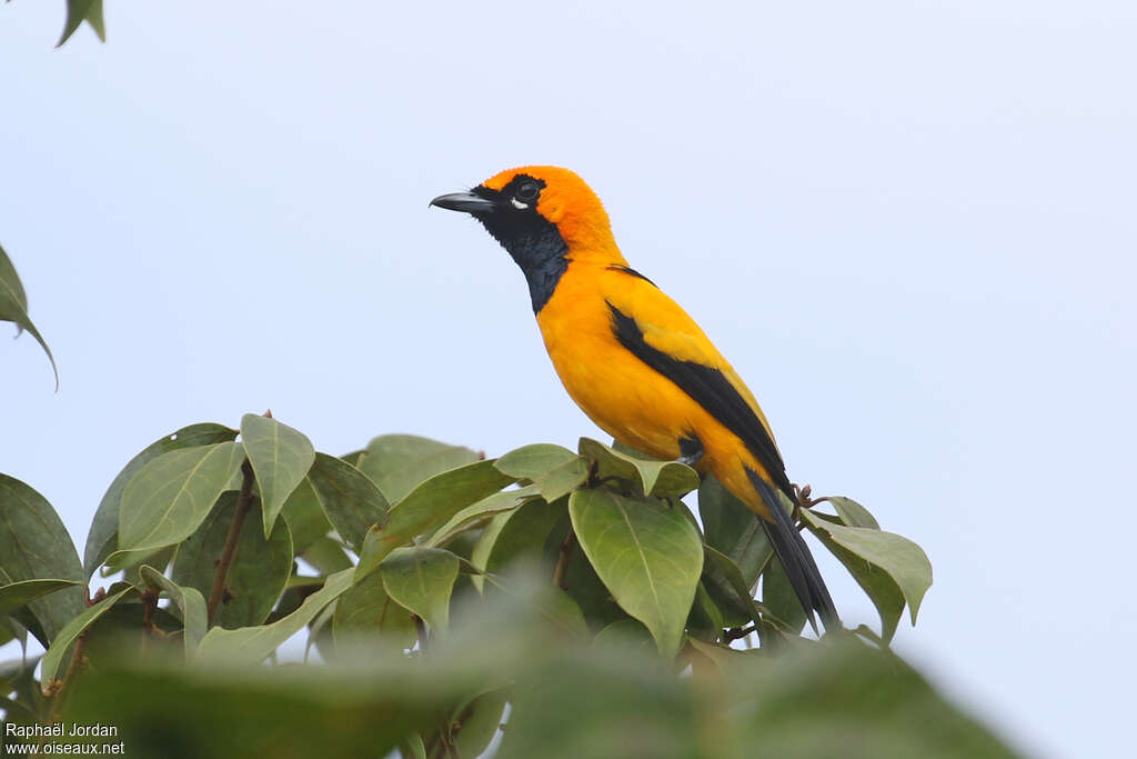 Golden Monarch male adult breeding, identification