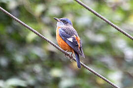 Blue-capped Rock Thrush