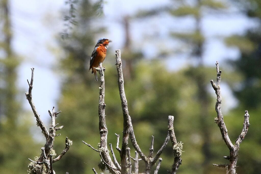 White-throated Rock Thrush male adult, song