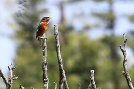 White-throated Rock Thrush