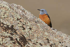 Common Rock Thrush