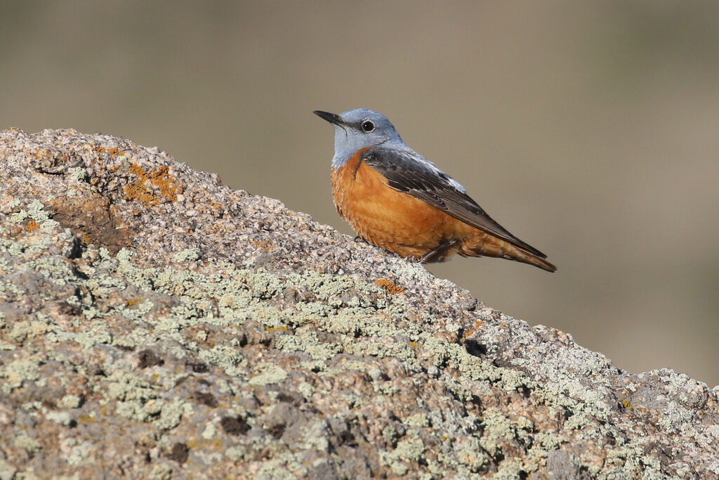 Common Rock Thrush male adult breeding