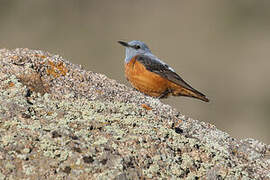 Common Rock Thrush