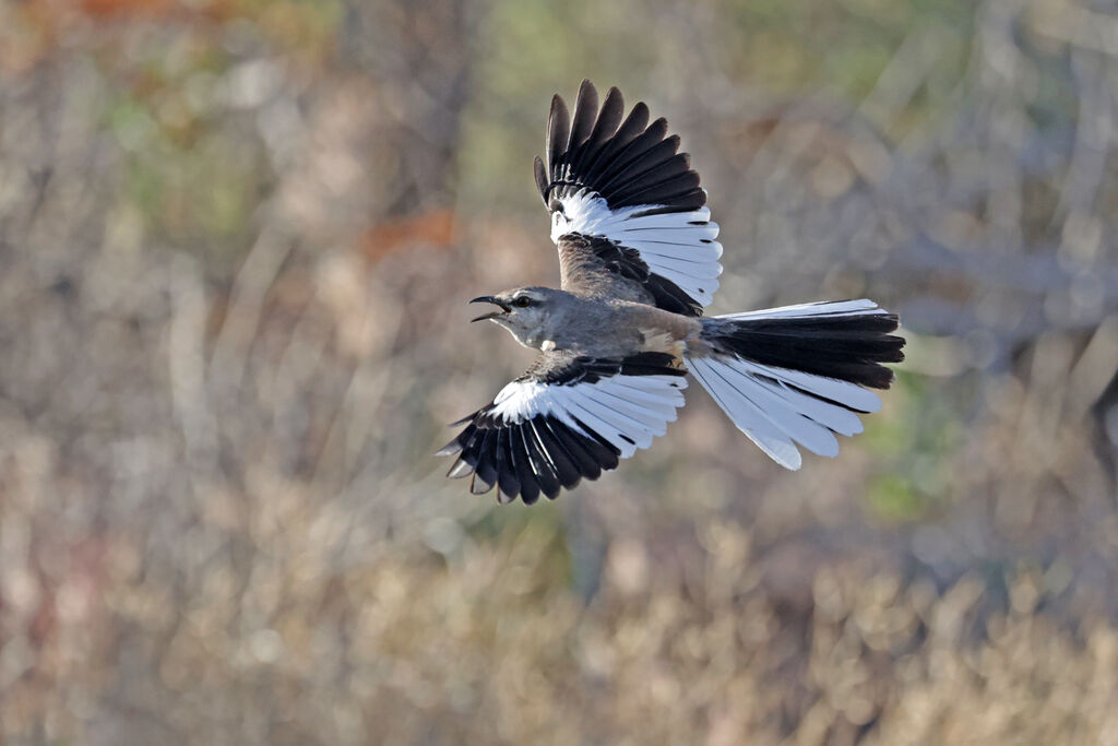 Moqueur à ailes blanchesadulte