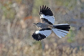 White-banded Mockingbird