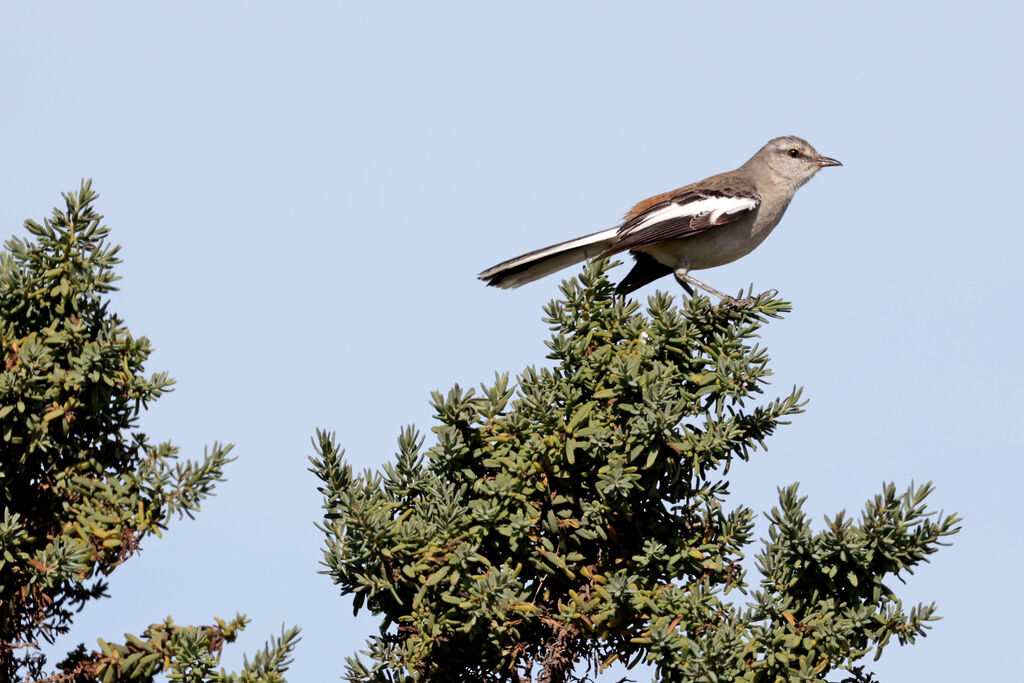 Moqueur à ailes blanchesadulte