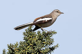 White-banded Mockingbird