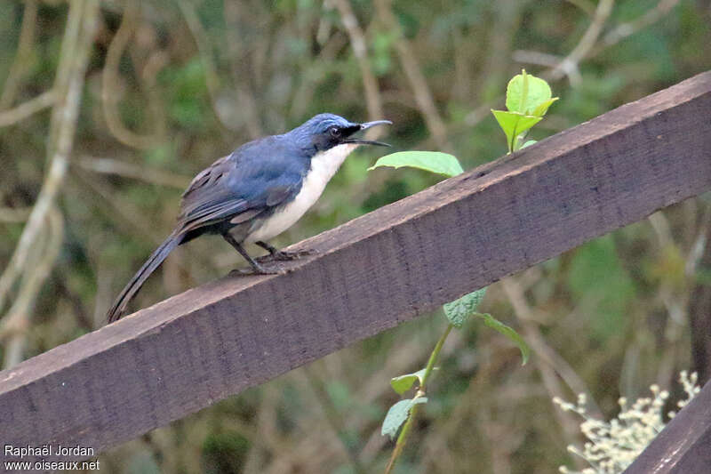 Blue-and-white Mockingbirdadult, identification