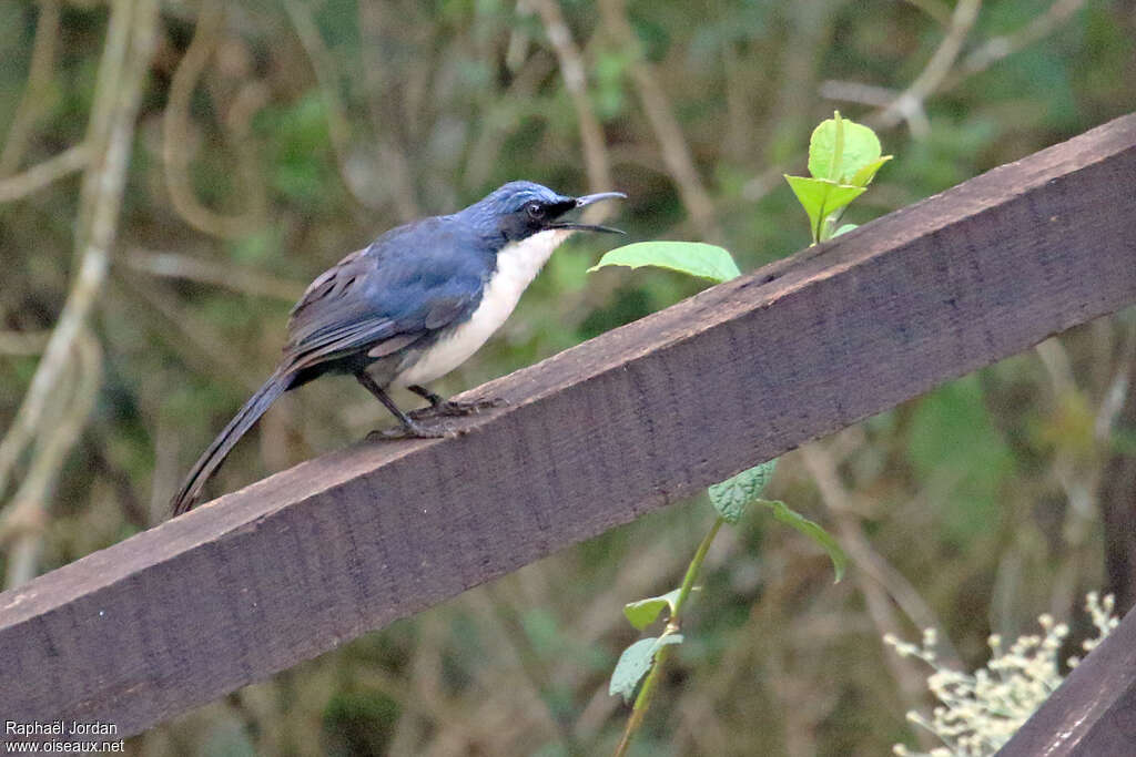 Moqueur bleu et blancadulte, identification