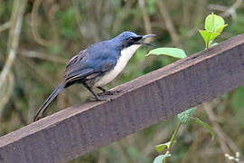 Blue-and-white Mockingbird