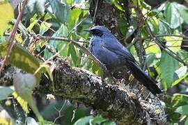 Blue Mockingbird