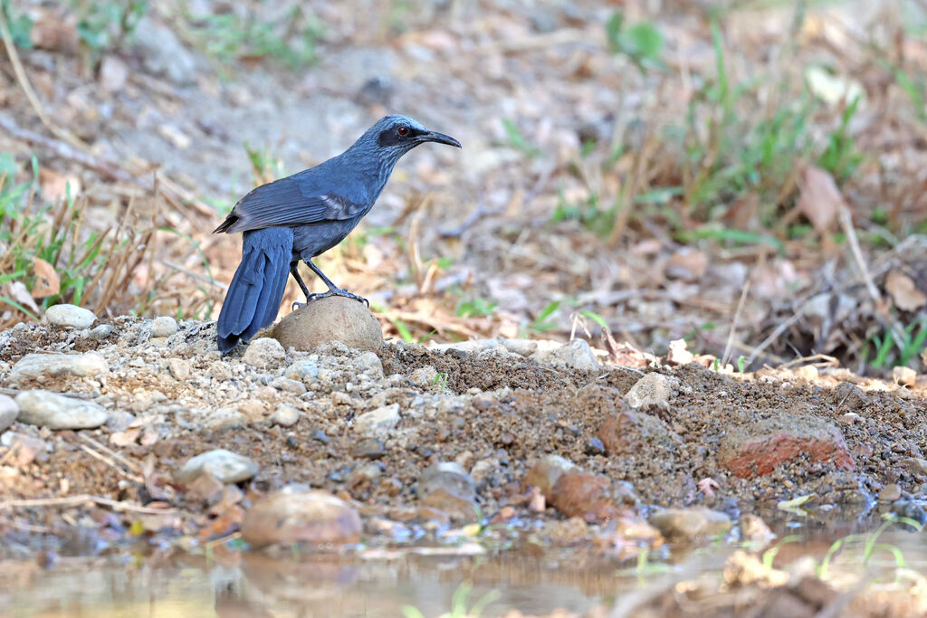 Moqueur bleu