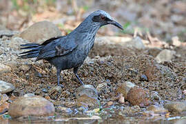 Blue Mockingbird