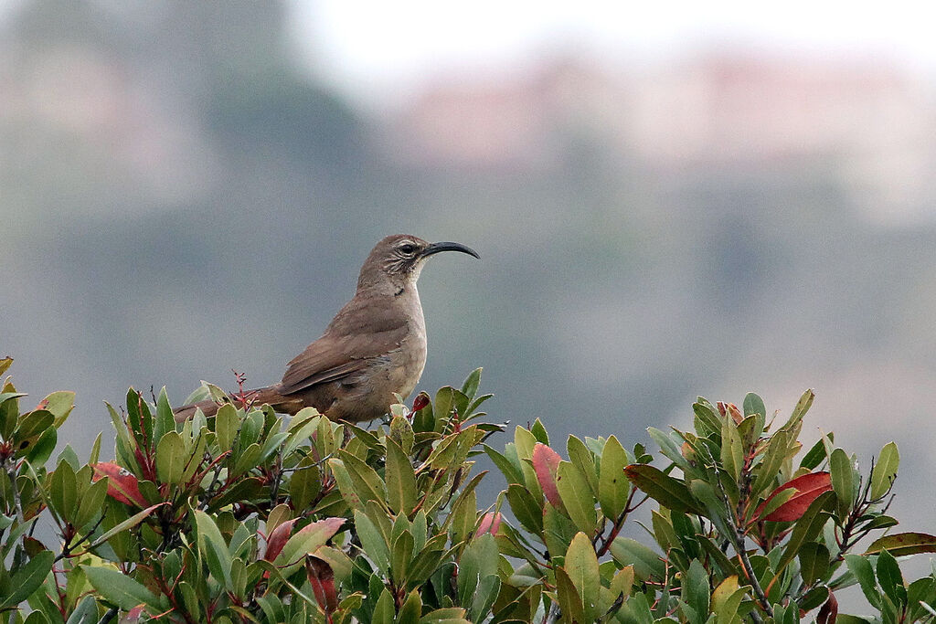 California Thrasheradult