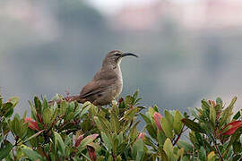 California Thrasher