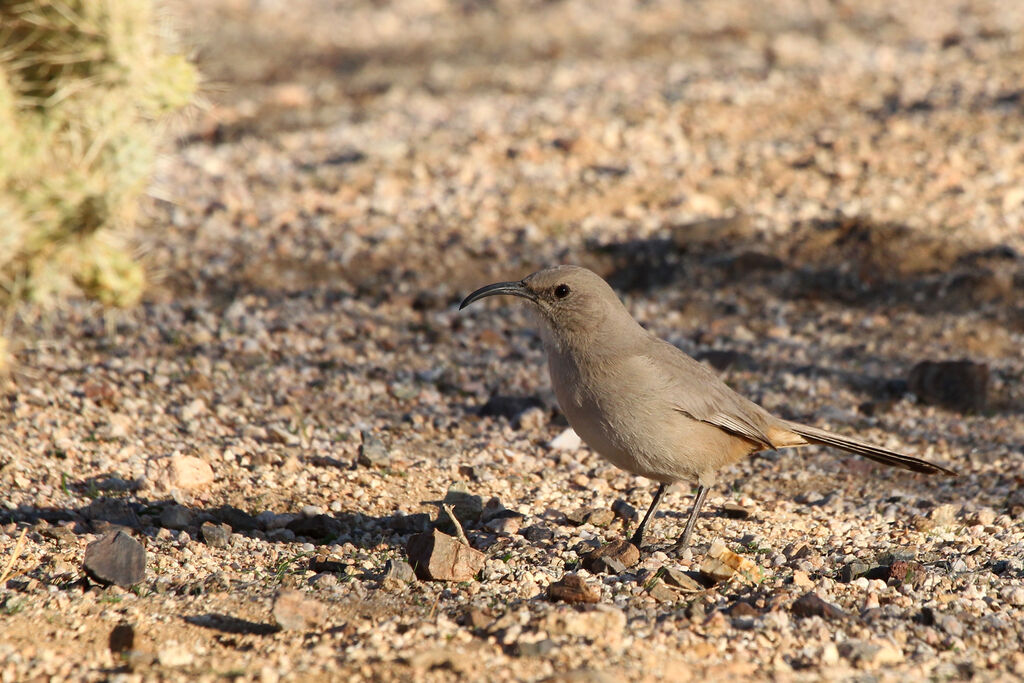 LeConte's Thrasheradult