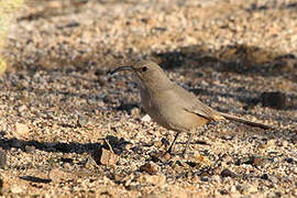 LeConte's Thrasher