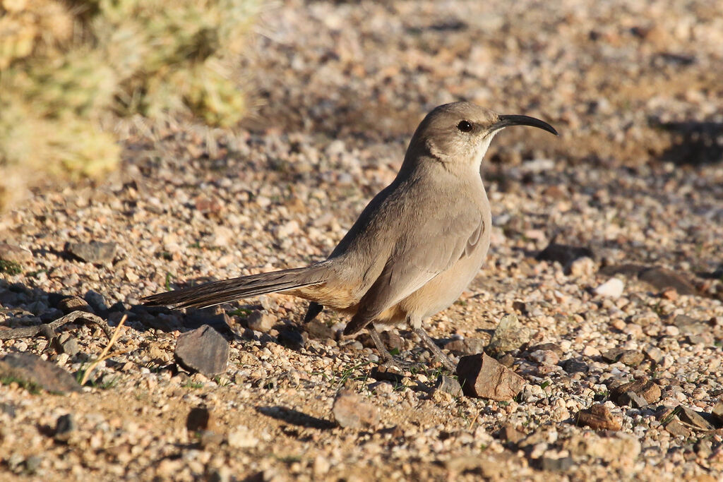 LeConte's Thrasheradult